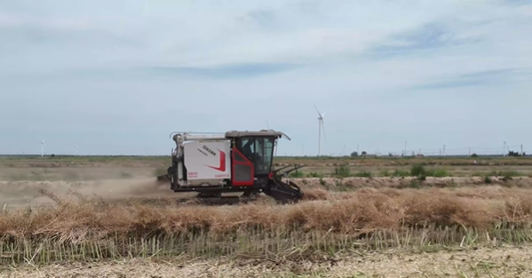XR720 履帶式谷物聯(lián)合收割機助力鹽城農(nóng)場收割