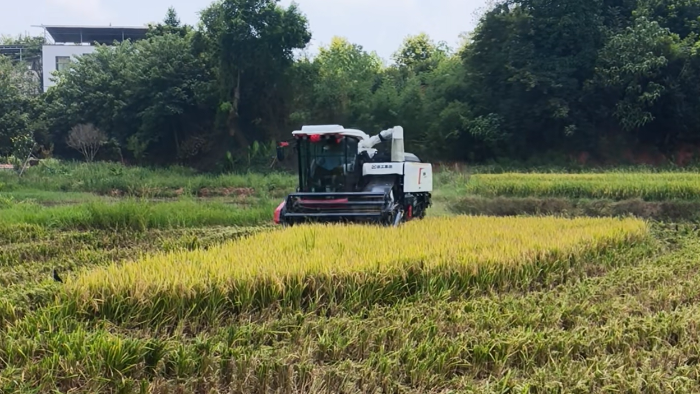 XR720跨區(qū)水稻機，高效作業(yè)促豐收